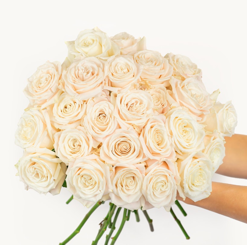 A person holding a large bouquet of fresh pale pink and white roses with a clean white background, perfect for wedding or romantic occasions.