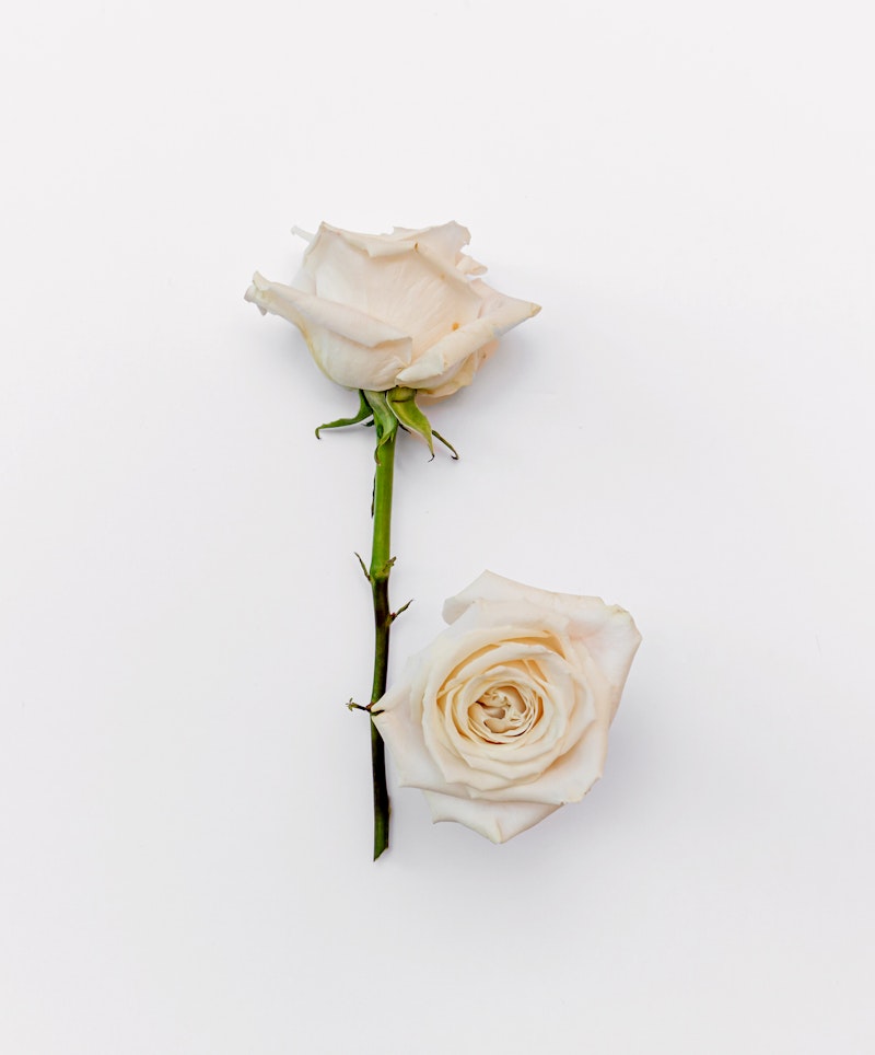 Two delicate pale roses, one upright and one laying down, on a pure white background, with a soft, romantic vibe ideal for special occasions or elegant designs.