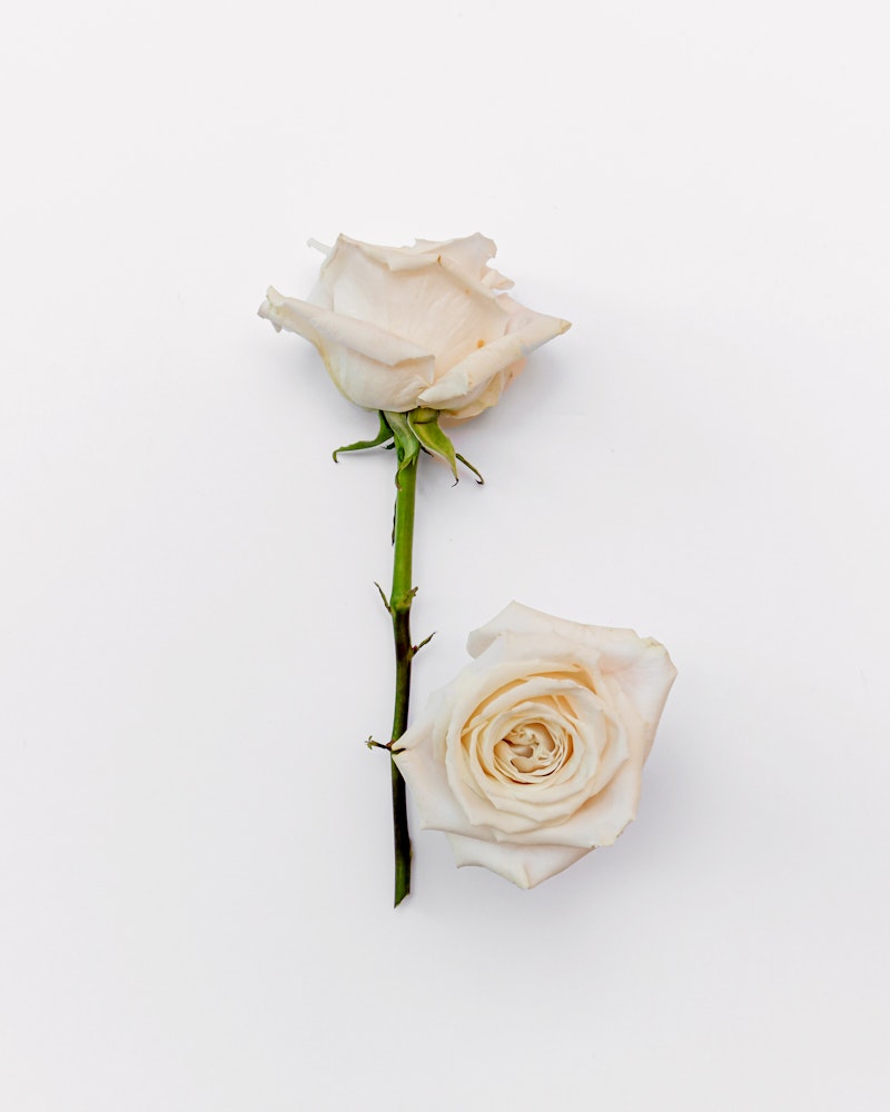 Two delicate pale roses, one upright and one laying down, on a pure white background, with a soft, romantic vibe ideal for special occasions or elegant designs.