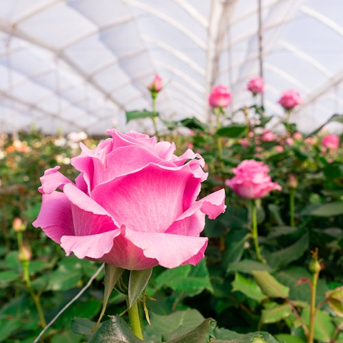 Vibrant pink rose in sharp focus blooming inside a greenhouse with a translucent ceiling, surrounded by green foliage and multiple roses in soft focus.