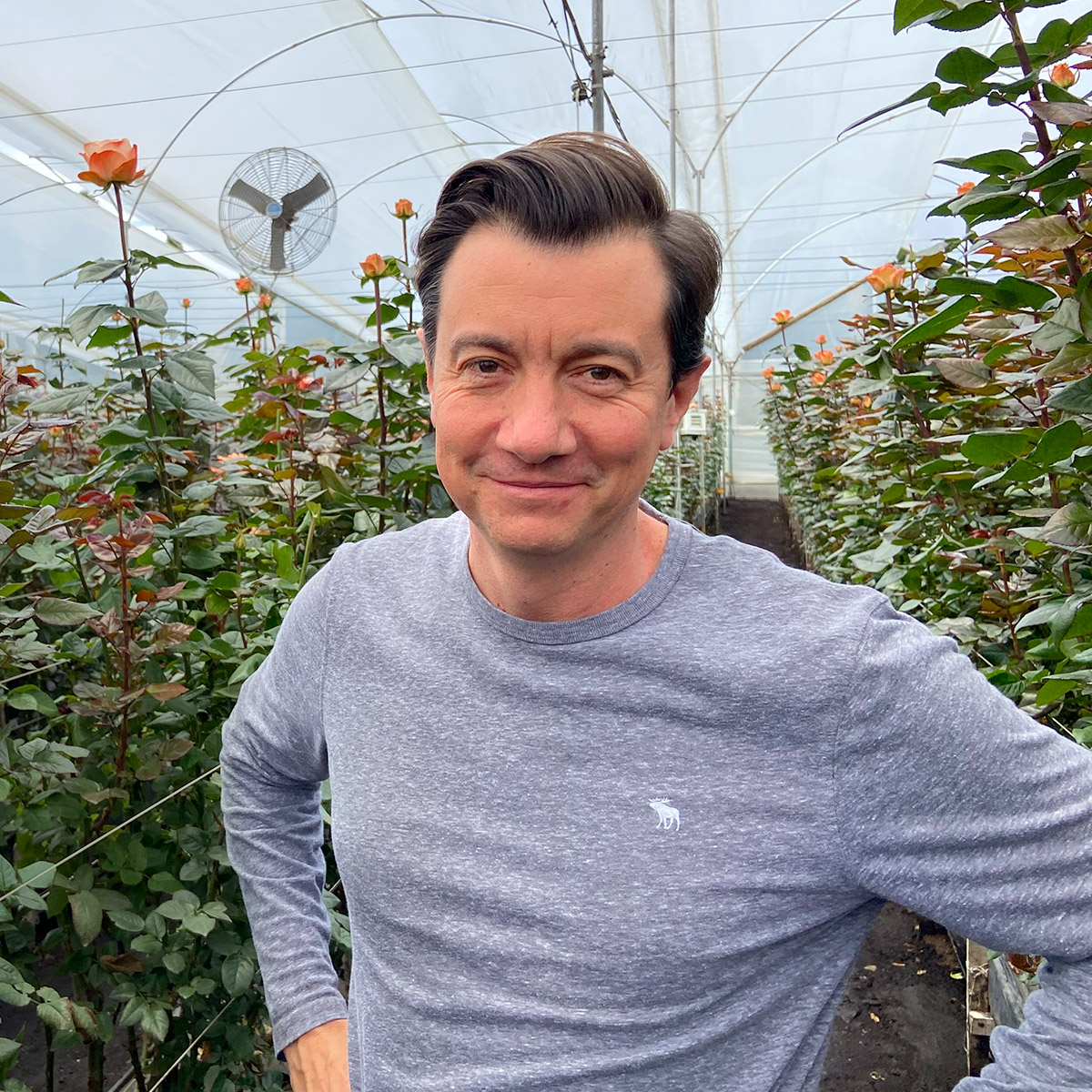 A man in a greenhouse surrounded by blooming rose plants, showcasing floral cultivation.