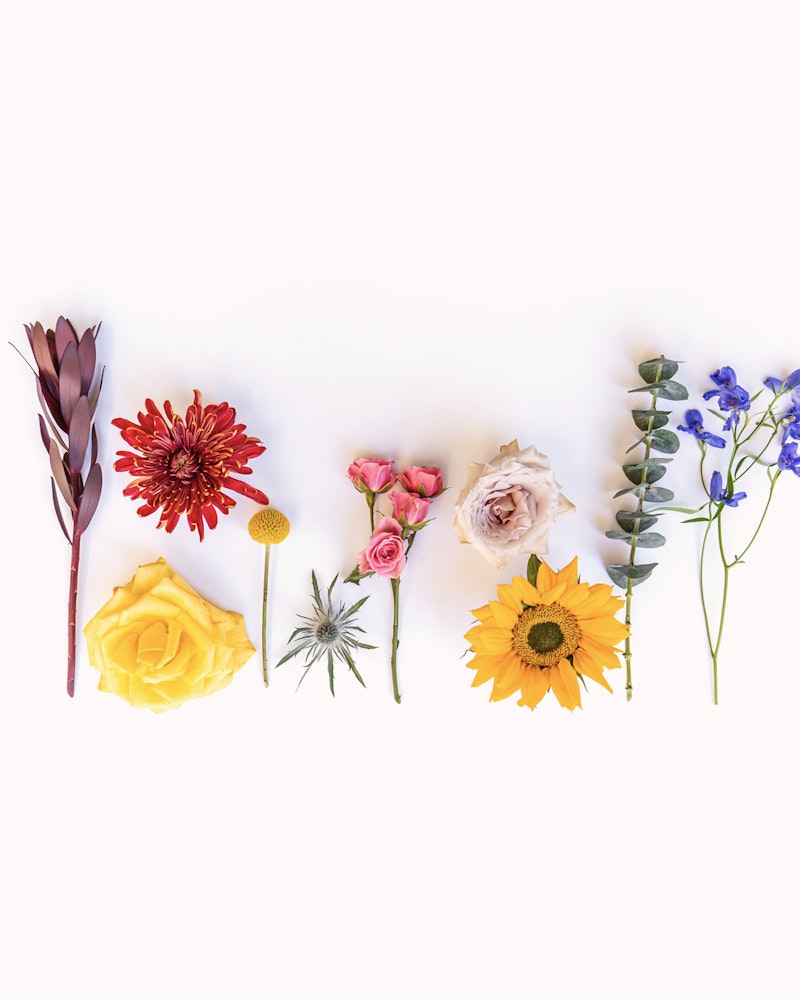 A colorful array of flowers orderly laid out on a white background, featuring a purple leaf, red dahlia, pink roses, a yellow rose, daisy, sunflower, and blue delphinium.