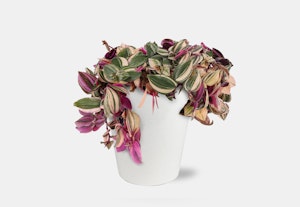 Beautiful overgrown tradescantia nanouk plant with vibrant pink and green leaves spilling over the edge of a white pot, isolated on a white background.