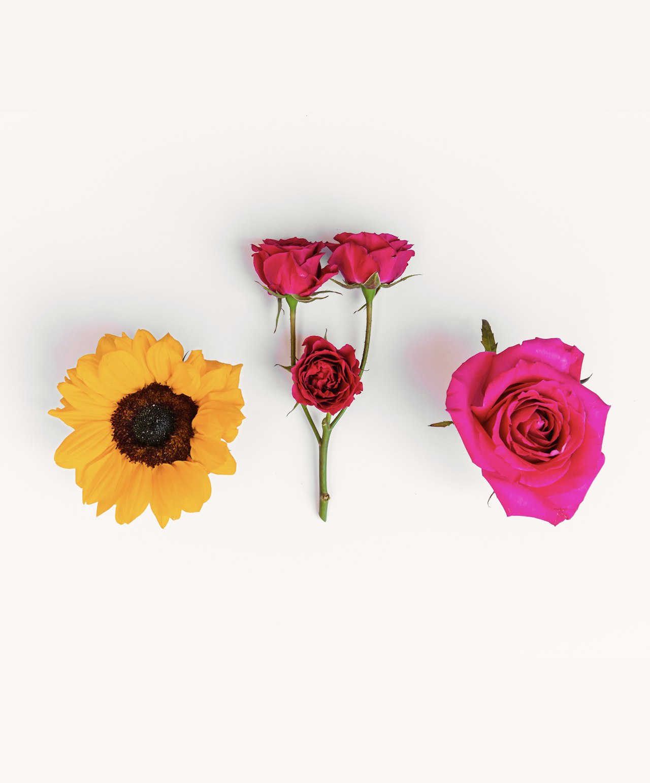 Vibrant floral display featuring a sunflower and pink roses on a white background.