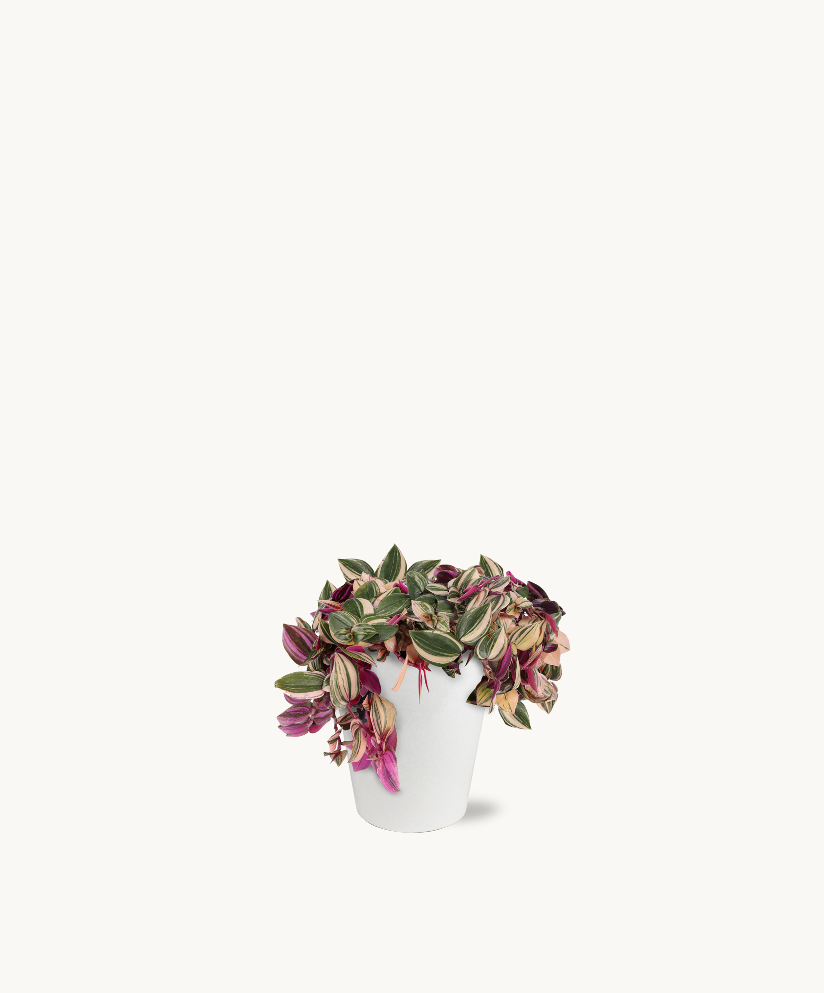Vibrant houseplant with trailing leaves in a modern white pot, adding greenery to any space.