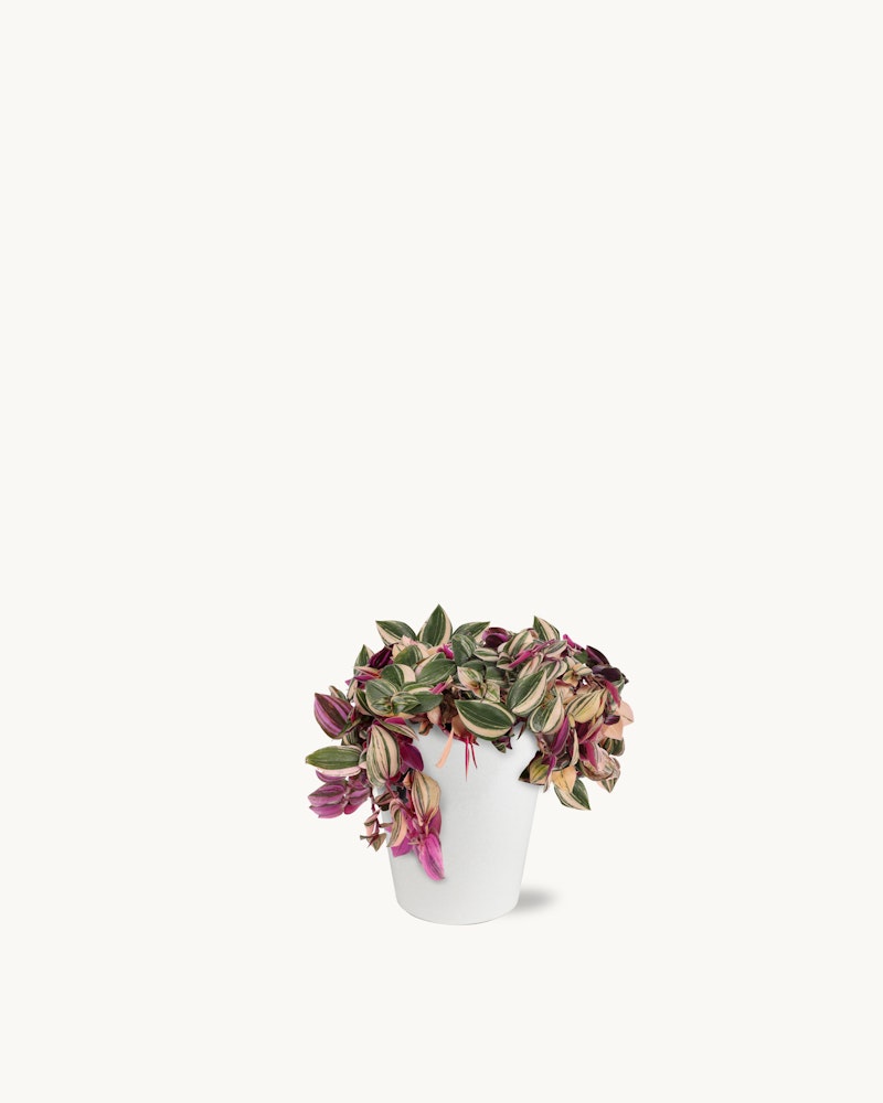 A lush, variegated pink and green tradescantia plant spilling out of a simple white pot against a clean, white background, highlighting the plant's vibrant foliage.