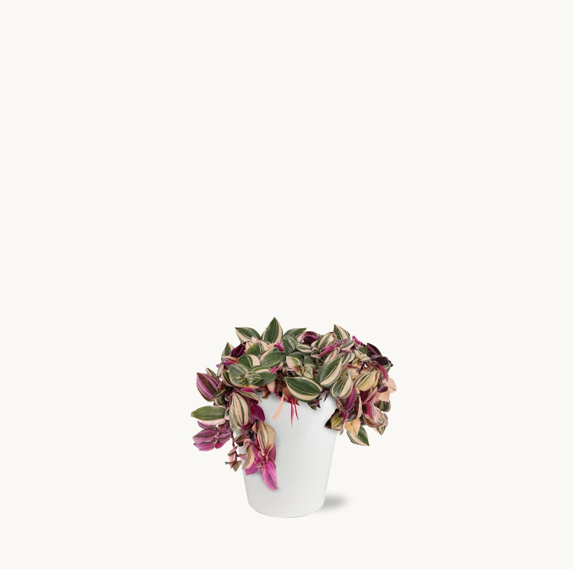 A lush, variegated pink and green tradescantia plant spilling out of a simple white pot against a clean, white background, highlighting the plant's vibrant foliage.