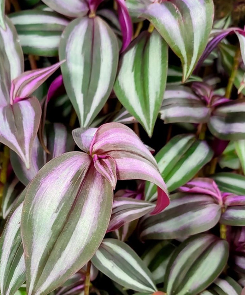 Vibrant close-up of Tradescantia zebrina plants, showing the striking purple and green striped pattern on their leaves, commonly known as Wandering Jew or Inch plant.