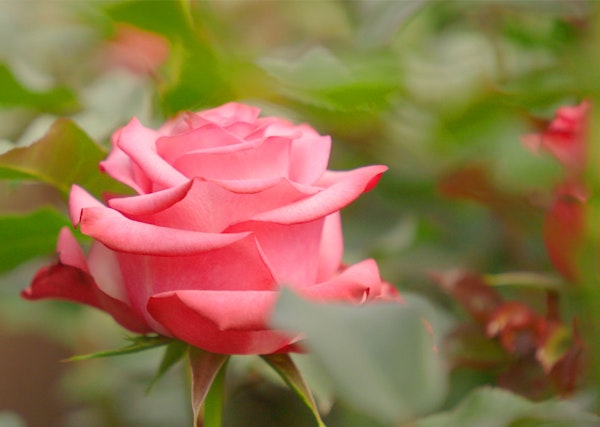 A vibrant pink rose in full bloom stands out against a soft-focus background of green leaves, showcasing the intricate petals and natural beauty of the flower.