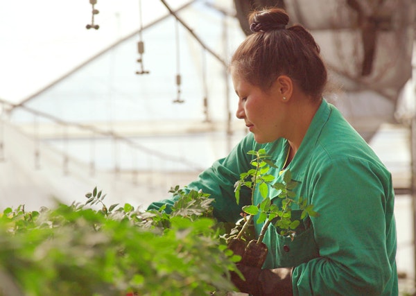 A focused woman in a green shirt tends to small plants in a sunlit greenhouse, demonstrating care and expertise in horticulture or urban farming.