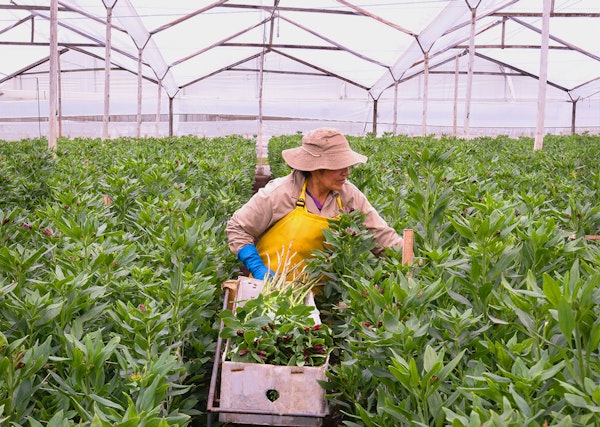 A worker in a straw hat and yellow apron tends to lush green plants in a bright, large greenhouse, with rows of healthy vegetation stretching out behind them.