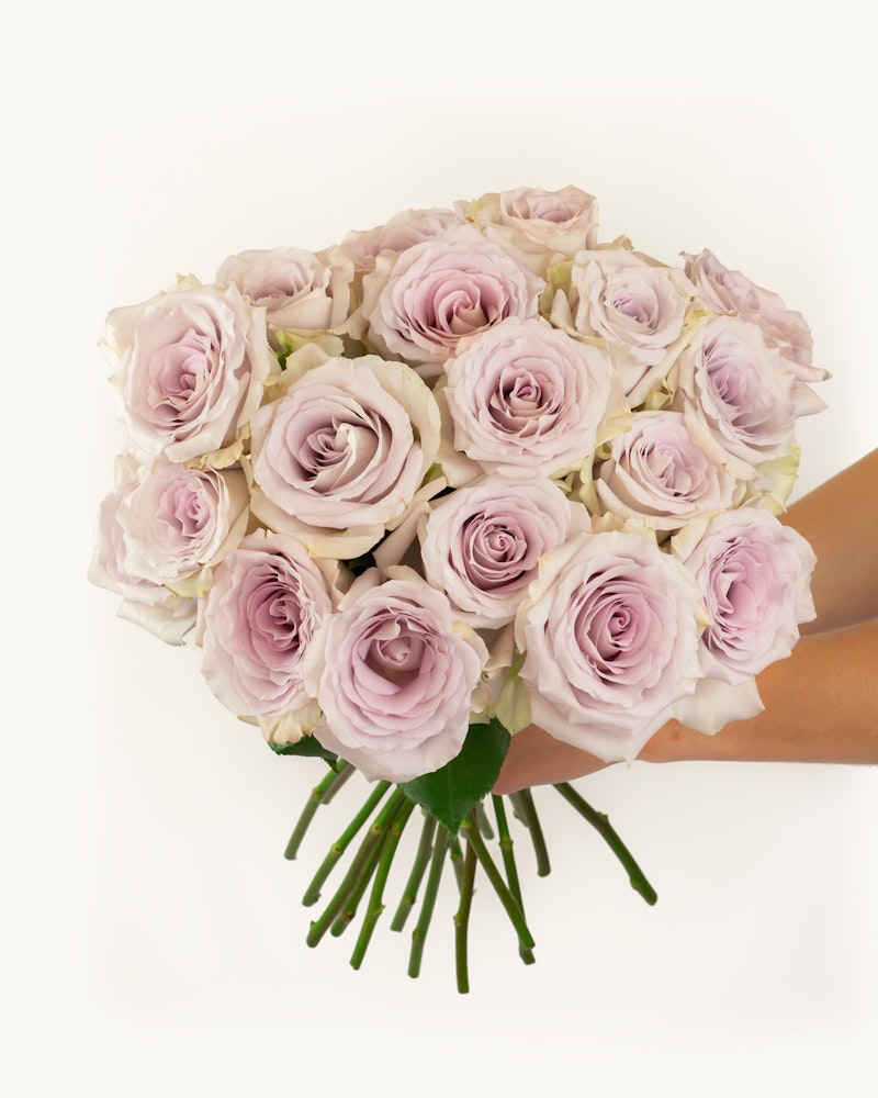 Rose Ruth Andrea Andrea Roses