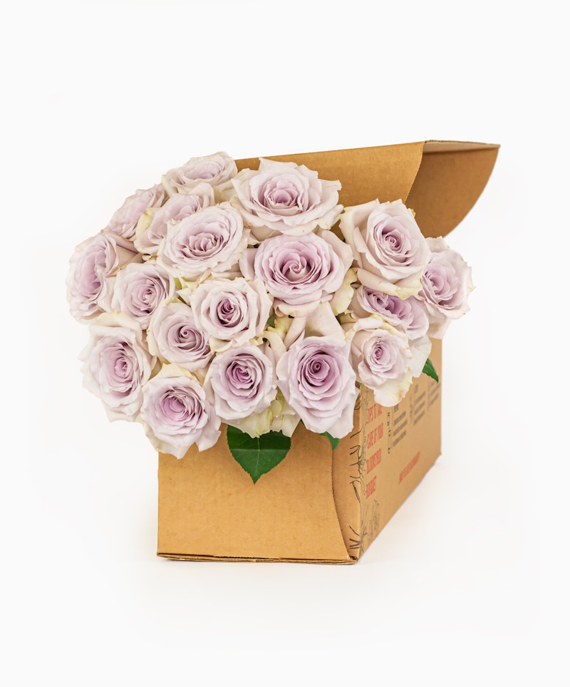 A bouquet of fresh lavender roses elegantly presented in a brown cardboard box against a clean white background, symbolizing sophisticated floral gift delivery.