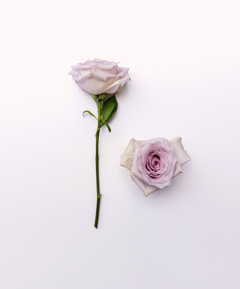 Two delicate pale purple roses against a white background, one fully bloomed and lying flat, the other upright with a long stem and leaves.