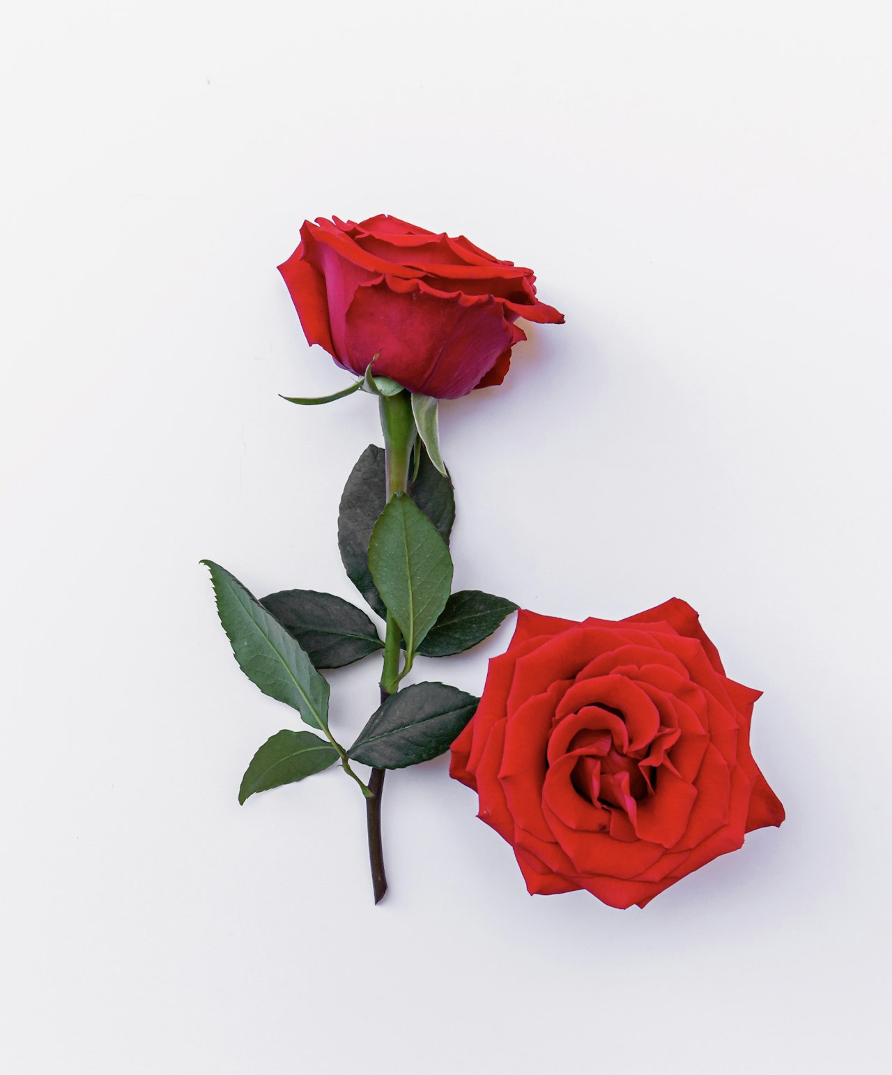 Two vibrant red roses featuring lush green leaves, perfect for romantic gestures or floral displays.