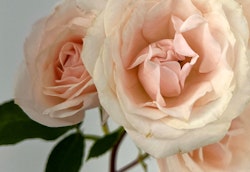 Close-up of two pale pink roses in bloom with delicate petals, set against a light neutral background, highlighting their intricate textures and soft hues.
