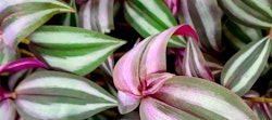 Close-up of vibrant Tradescantia zebrina houseplants, featuring leaves with purple undersides and green and white striped patterns, showcasing natural beauty.