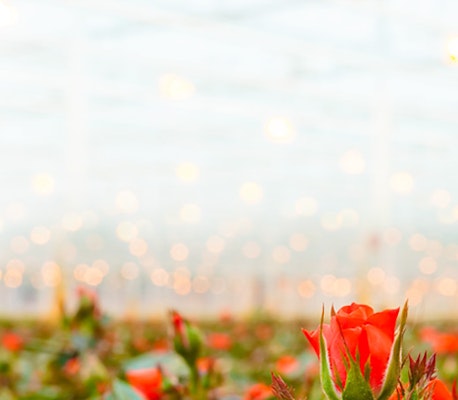 Vibrant red rose in focus with soft bokeh lights, amid blurred roses in a greenhouse suggesting a romantic or horticultural theme.