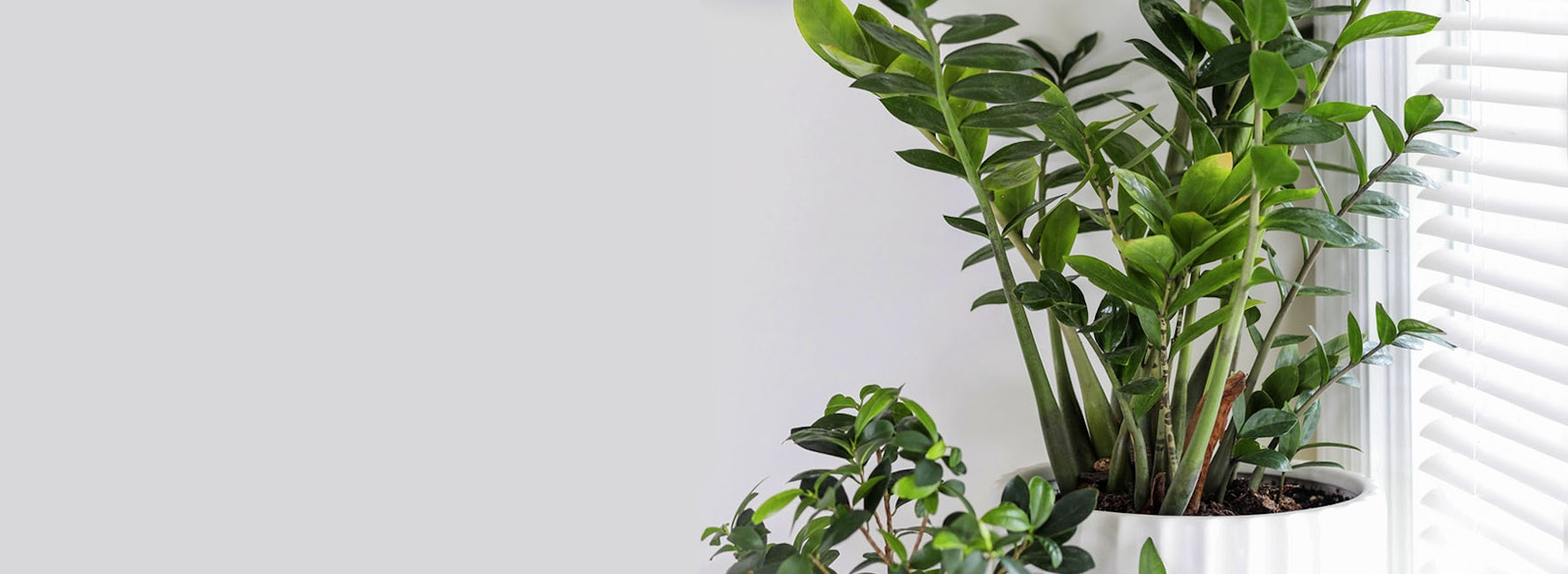Indoor plants in stylish pots beside a sunny window, enhancing home decor and air quality.