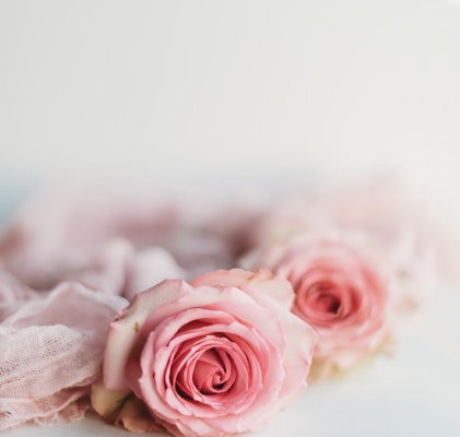 Soft pink roses with delicate petals arranged on a pastel fabric, embodying a romantic and gentle aesthetic, set against a clean, white background.