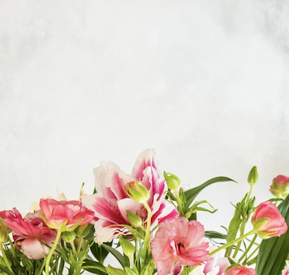 Vibrant pink and white Alstroemeria flowers with lush green leaves and buds against a soft, textured grey background with ample copy space at the top.