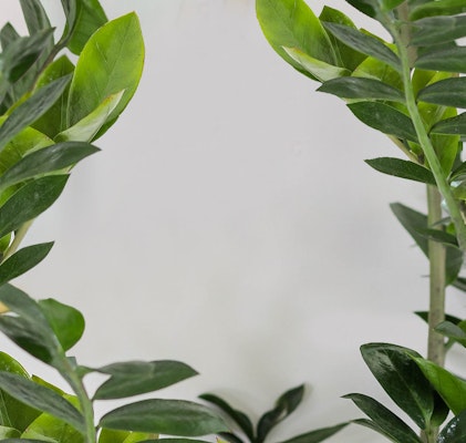 Vibrant green leaves of indoor plants flourishing with space for text in the center, set against a clean, white background ideal for eco-friendly themes.
