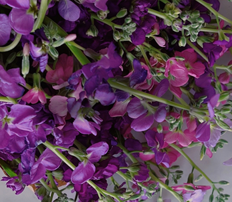 Vibrant arrangement of purple and pink flowers, showcasing lush blooms and delicate petals.