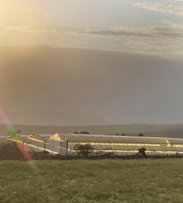 Golden sunlight bathes greenhouses in a rural landscape with hills in the background and a lens flare effect visible on the left side.
