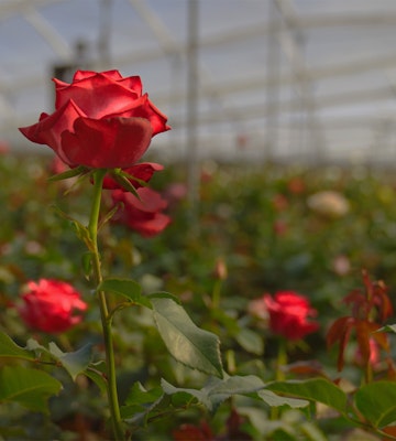 A vibrant red rose stands tall in a greenhouse, with soft-focused blooming roses in the background, highlighting the beauty of cultivated flowers in a controlled environment.