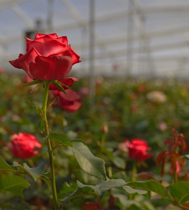 Vibrant red roses growing in a lush greenhouse, surrounded by greenery and soft light.