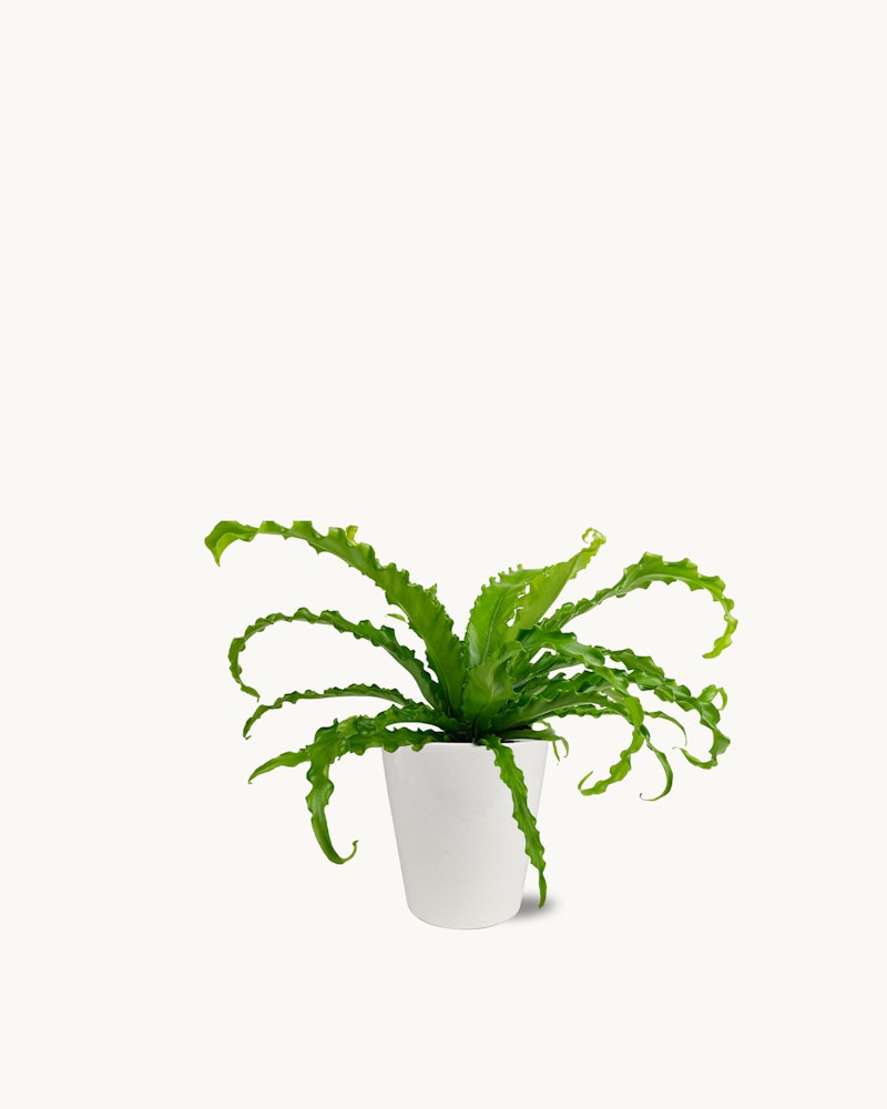 Lush green bird's nest fern with long wavy fronds in a simple white pot, isolated on a white background, showcasing natural beauty and home decor.