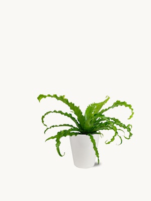 Lush green plant with flowing leaves, elegantly displayed in a modern white pot.