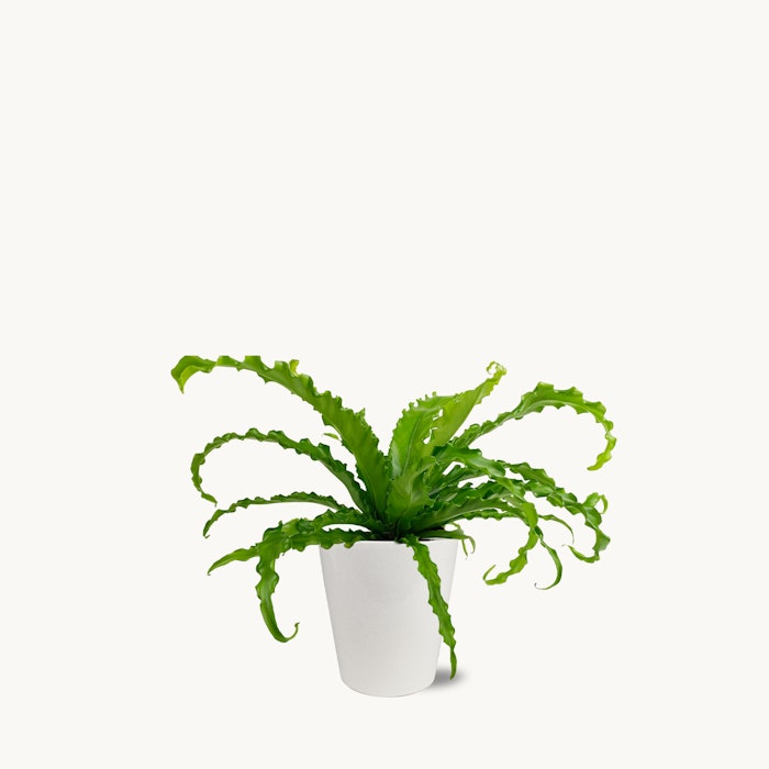 Lush green bird's nest fern with long wavy fronds in a simple white pot, isolated on a white background, showcasing natural beauty and home decor.
