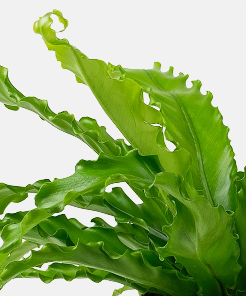 Close-up of vibrant green bird's nest fern leaves with ruffled edges and a spiral tip, isolated on a white background, symbolizing natural elegance and growth.