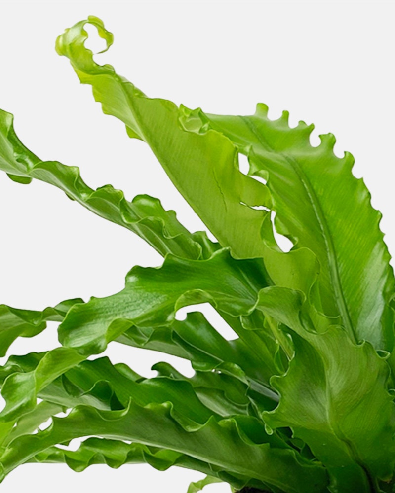Close-up of vibrant green bird's nest fern leaves with ruffled edges and a spiral tip, isolated on a white background, symbolizing natural elegance and growth.