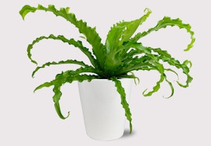 Vibrant green bird's nest fern with wavy fronds thriving in a sleek white pot against a plain white background, exemplifying modern indoor plant decor.