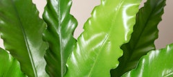 Close-up view of vibrant green bird's nest fern leaves with wavy edges and a glossy texture against a light neutral background, emphasizing the plant's natural beauty.