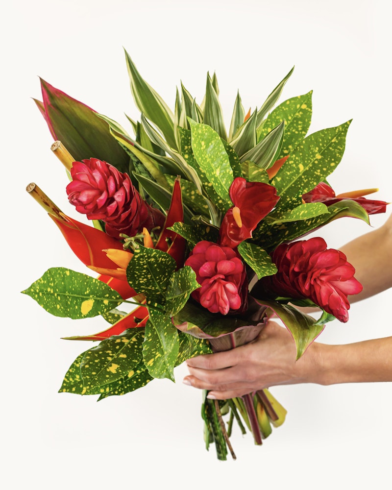 Bright bouquet of tropical flowers including red ginger, heliconia, and spotted leafy foliage held in hands against a white background, vibrant and exotic floral arrangement.