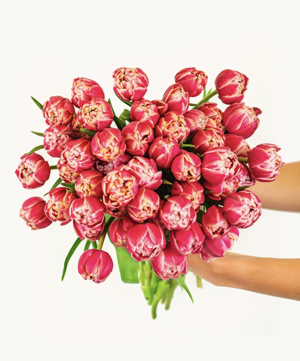 A vibrant bouquet of pink and red tulips with detailed petals being held up by a person's hands against a bright white background.