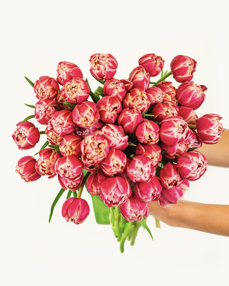 A vibrant bouquet of pink and red tulips with detailed petals being held up by a person's hands against a bright white background.
