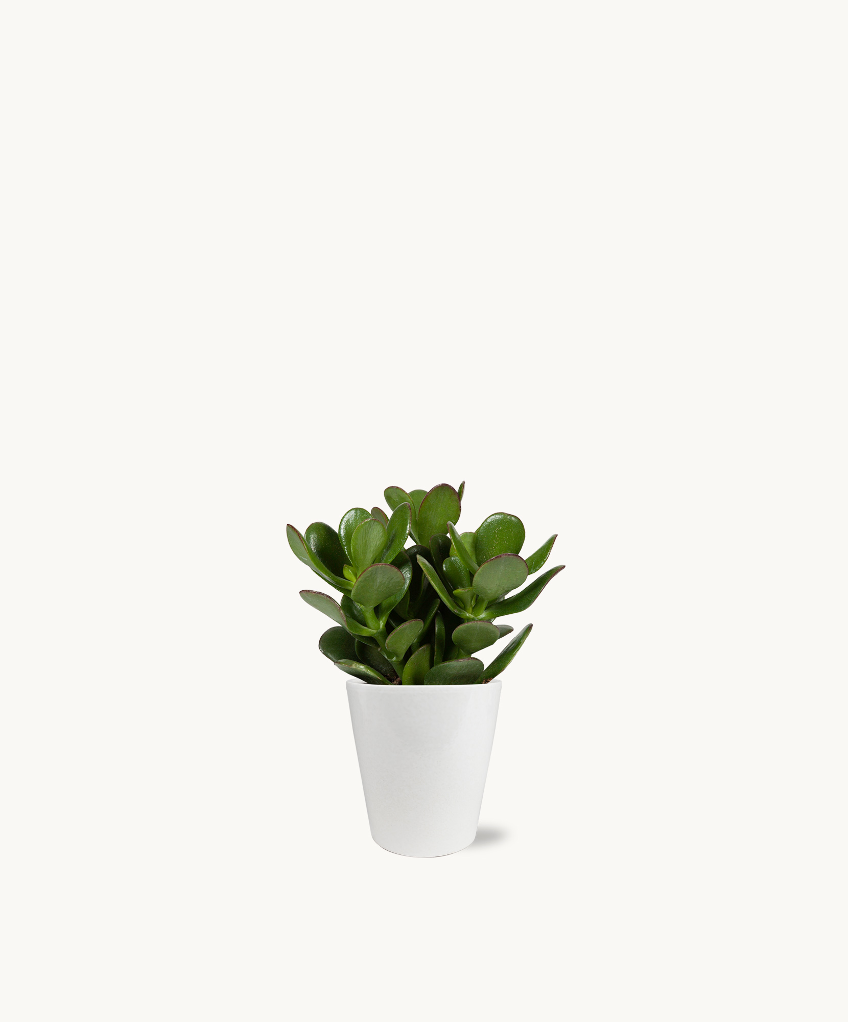 Small, vibrant succulent in a sleek white pot, perfect for home decor.