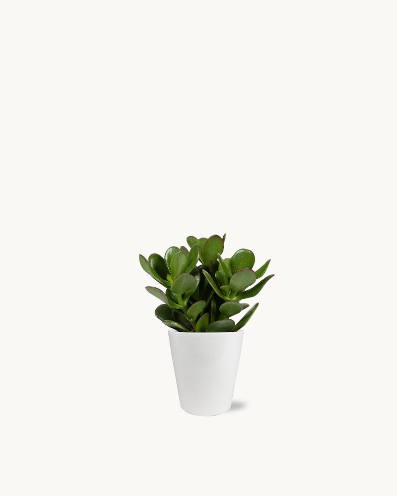 Green succulent plant in a simple white pot against a clean, white background, showcasing minimalistic and modern indoor plant decor.