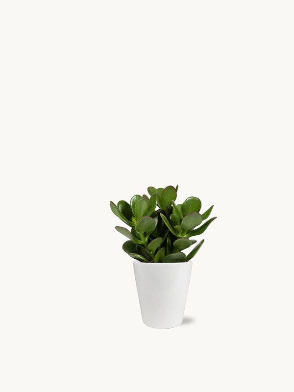 Green succulent plant in a simple white pot against a clean, white background, showcasing minimalistic and modern indoor plant decor.