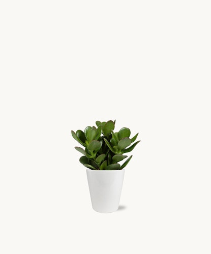 Small, vibrant succulent in a sleek white pot, perfect for home decor.