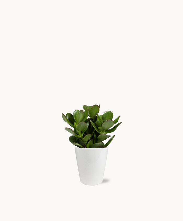 Small, vibrant succulent in a sleek white pot, perfect for home decor.
