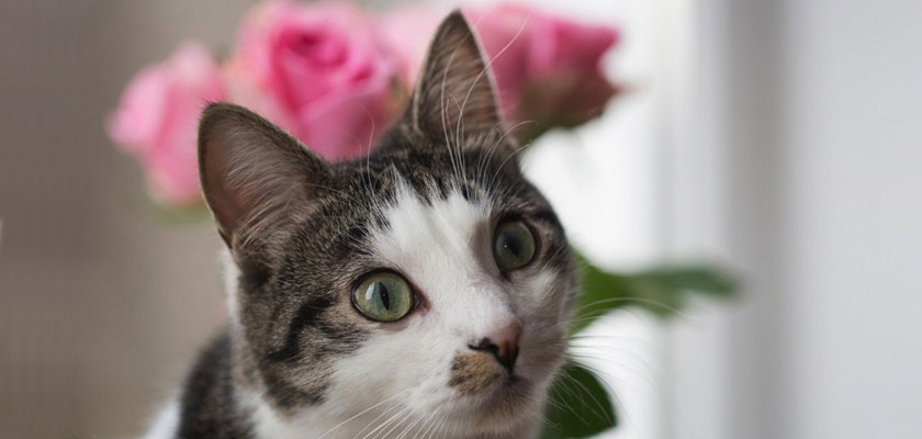 A curious cat with striking green eyes sits near a bouquet of pink roses.