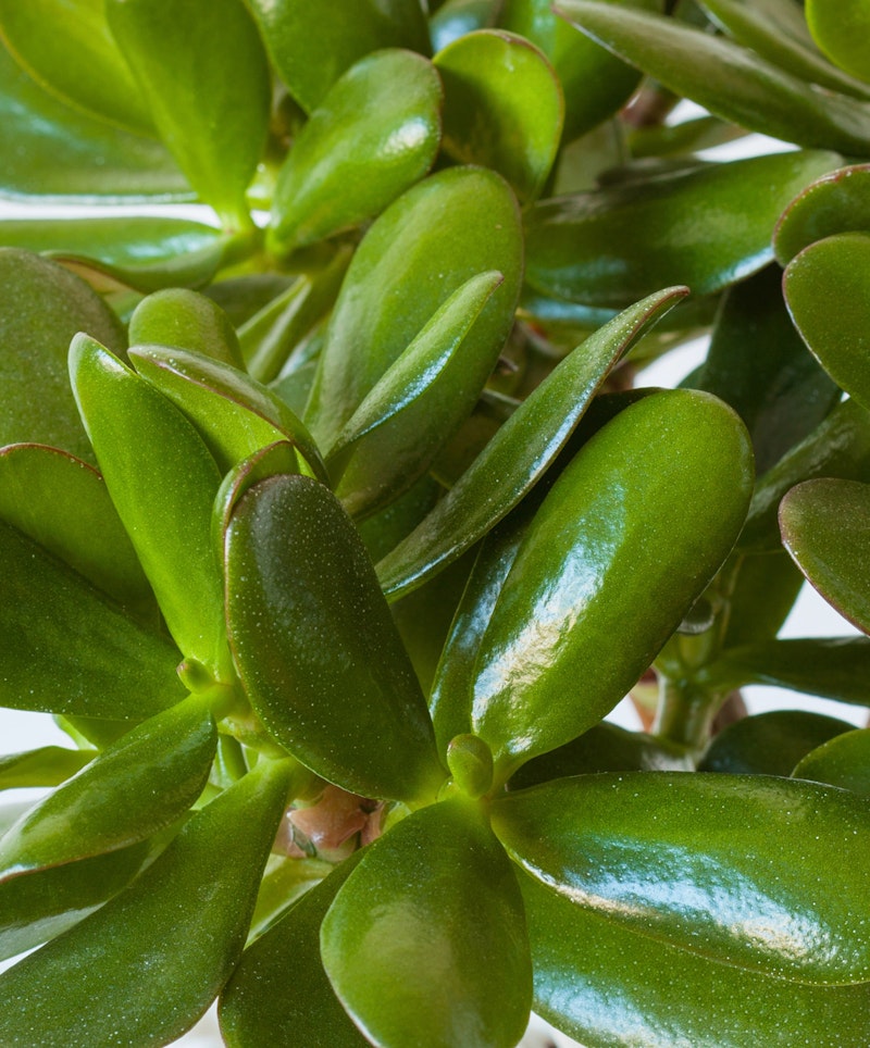 Close-up of a healthy jade plant (Crassula ovata) with vibrant green, fleshy leaves exhibiting its characteristic thick, glossy surface, commonly used as a houseplant.