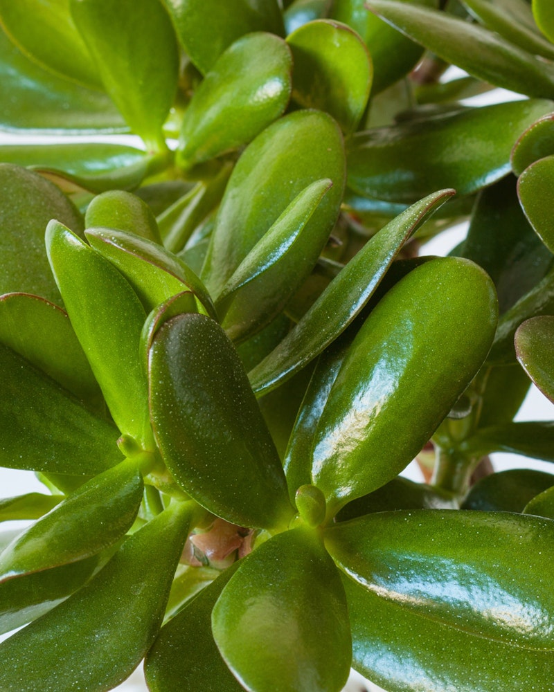 Close-up of a healthy jade plant (Crassula ovata) with vibrant green, fleshy leaves exhibiting its characteristic thick, glossy surface, commonly used as a houseplant.