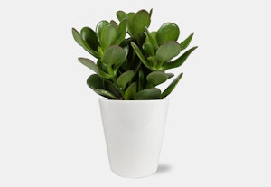Lush green succulent plant with plump leaves growing in a simple white pot isolated on a white background, representing minimalistic home decor.