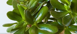 Lush green jade plant (Crassula ovata) with vibrant, thick, shiny leaves thriving as an indoor succulent, symbolizing prosperity and good luck.